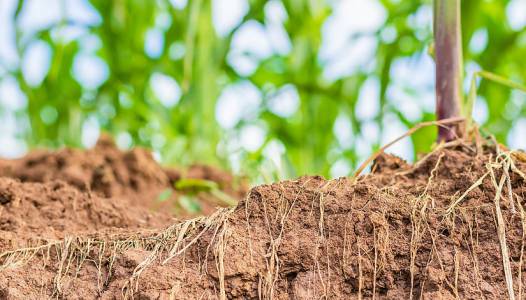 Contribution de l’agriculture à l’atténuation du changement climatique Journée CASDAR - 27 janvier 2021