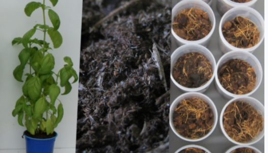Projet OPTIFAZ Optimisation de la fertilisation azotée organique dans les supports de culture horticoles